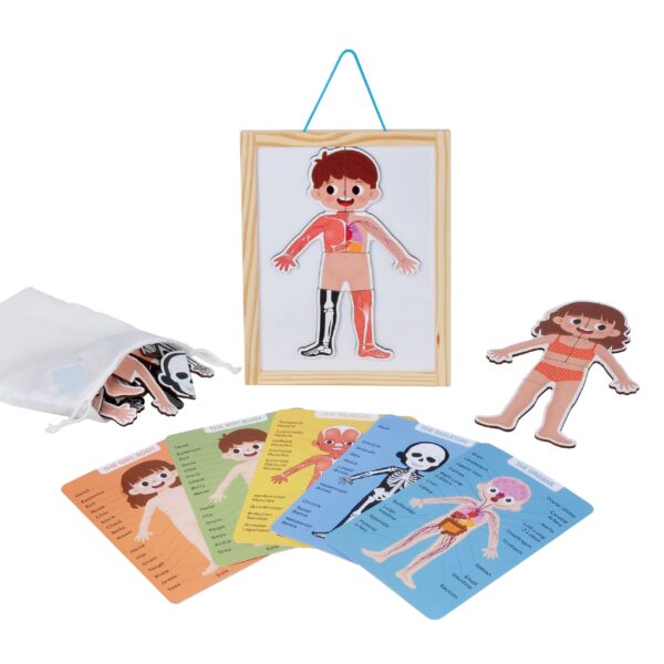 Body System Magnet Board Educational Human Body Game 