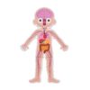 Body System Magnet Board Educational Human Body Game 