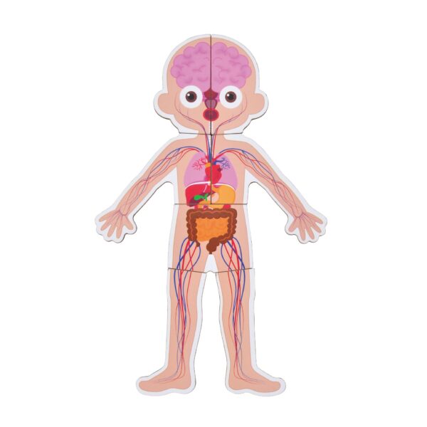 Body System Magnet Board Educational Human Body Game  - Image 2