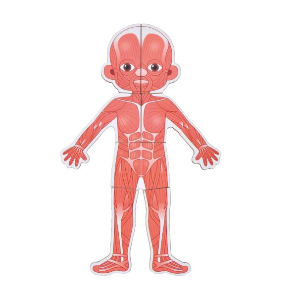 Body System Magnet Board Educational Human Body Game  - Image 3