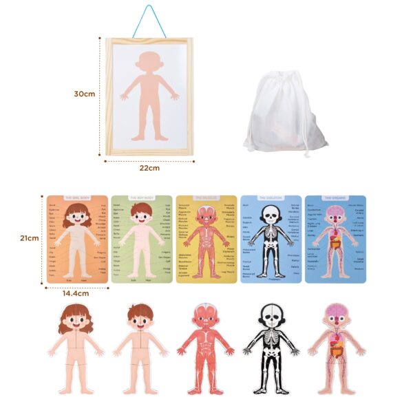 Body System Magnet Board Educational Human Body Game  - Image 7